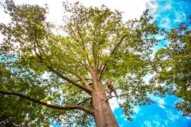 Best Tree Health Inspection  in Surgoinsville, TN