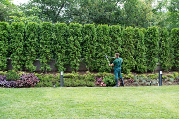 Best Tree Risk Assessment  in Surgoinsville, TN