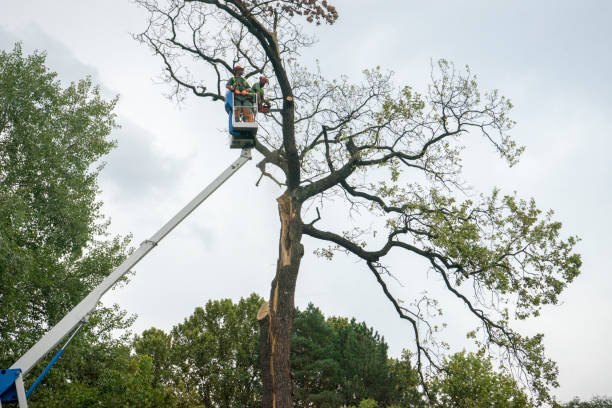 Trusted Surgoinsville, TN Tree Removal Experts