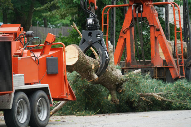 Best Tree and Shrub Care  in Surgoinsville, TN
