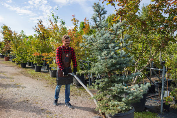 Best Tree Trimming and Pruning  in Surgoinsville, TN