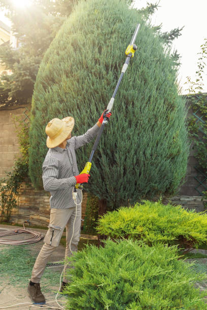 How Our Tree Care Process Works  in  Surgoinsville, TN