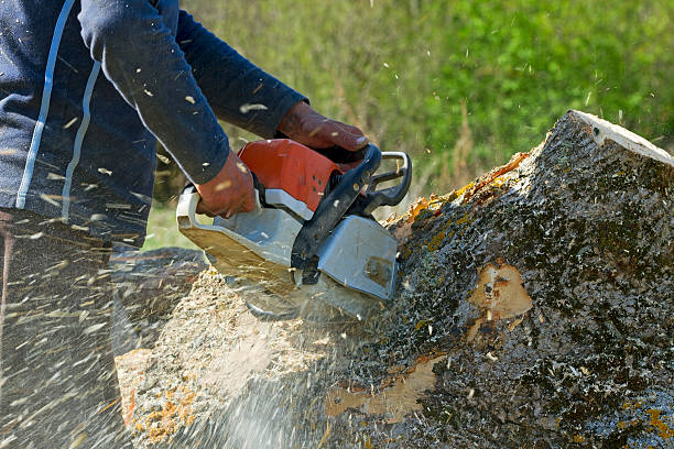 Seasonal Cleanup (Spring/Fall) in Surgoinsville, TN