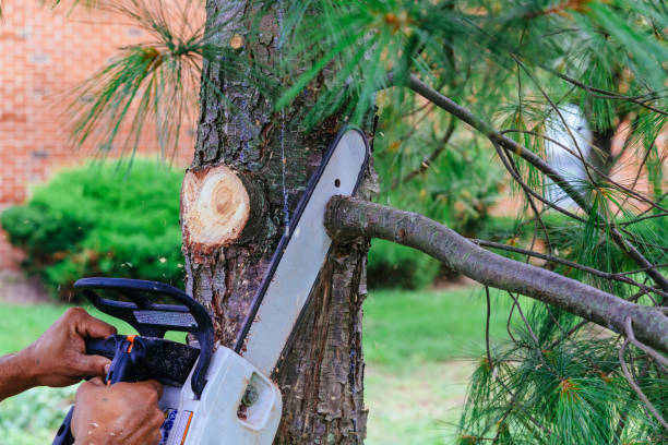 Best Firewood Processing and Delivery  in Surgoinsville, TN